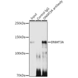 Western Blot - Anti-Dnmt3a Antibody [ARC0138] (A306078) - Antibodies.com