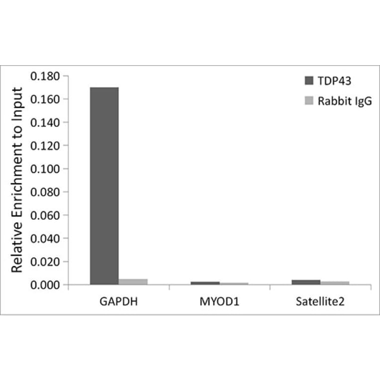 Chromatin Immunoprecipitation - Anti-TDP43 Antibody [ARC0492] (A306079) - Antibodies.com
