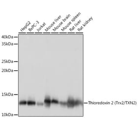 Western Blot - Anti-Thioredoxin 2 Antibody [ARC1003] (A306080) - Antibodies.com