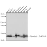 Western Blot - Anti-Thioredoxin 2 Antibody [ARC1003] (A306080) - Antibodies.com