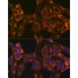 Immunofluorescence - Anti-Thioredoxin 2 Antibody [ARC1003] (A306080) - Antibodies.com