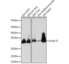 Western Blot - Anti-Endo G Antibody [ARC1308] (A306083) - Antibodies.com