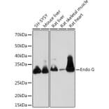 Western Blot - Anti-Endo G Antibody [ARC1308] (A306083) - Antibodies.com