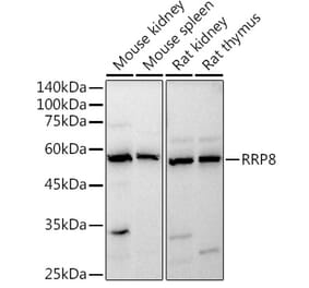 Western Blot - Anti-HUCE1 Antibody (A306084) - Antibodies.com