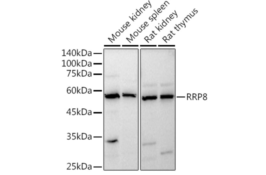 Western Blot - Anti-HUCE1 Antibody (A306084) - Antibodies.com