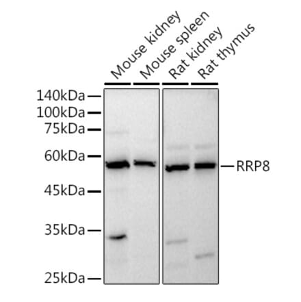 Western Blot - Anti-HUCE1 Antibody (A306084) - Antibodies.com