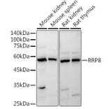 Western Blot - Anti-HUCE1 Antibody (A306084) - Antibodies.com