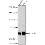 Western Blot - Anti-BPR Antibody [ARC2334] (A306086) - Antibodies.com