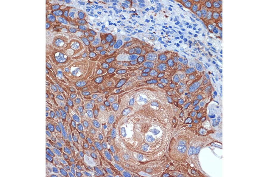 Immunohistochemistry - Anti-BPR Antibody [ARC2334] (A306086) - Antibodies.com