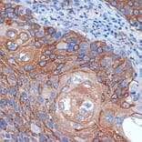 Immunohistochemistry - Anti-BPR Antibody [ARC2334] (A306086) - Antibodies.com