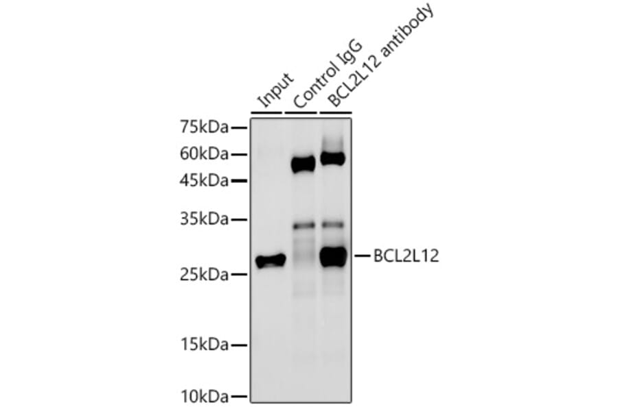 Western Blot - Anti-BPR Antibody [ARC2334] (A306086) - Antibodies.com
