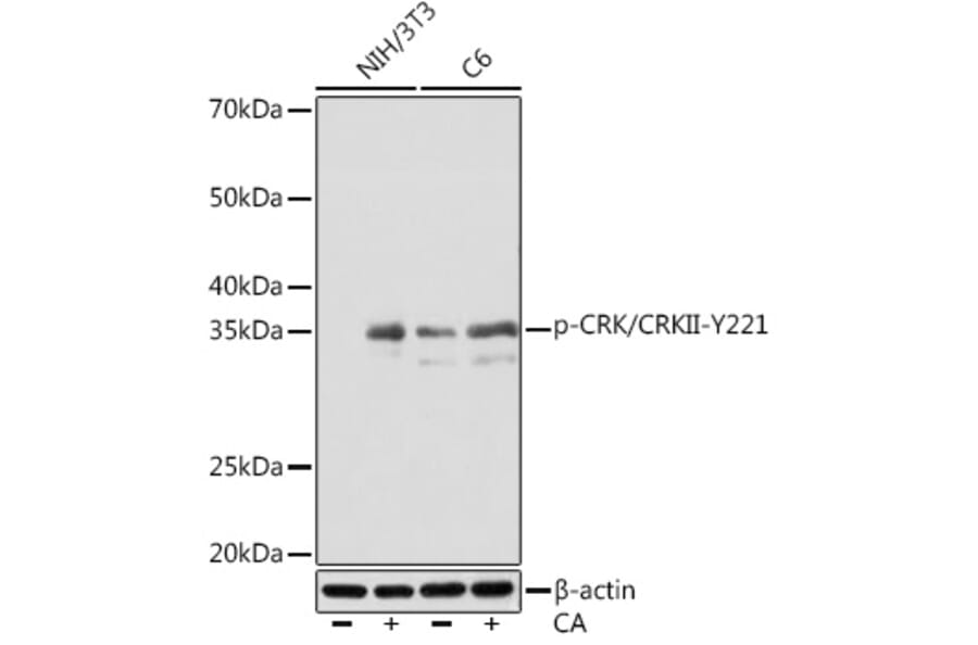Western Blot - Anti-Crk p38 (phospho Tyr221) Antibody [ARC1640] (A306087) - Antibodies.com