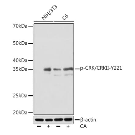 Western Blot - Anti-Crk p38 (phospho Tyr221) Antibody [ARC1640] (A306087) - Antibodies.com