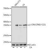 Western Blot - Anti-Crk p38 (phospho Tyr221) Antibody [ARC1640] (A306087) - Antibodies.com