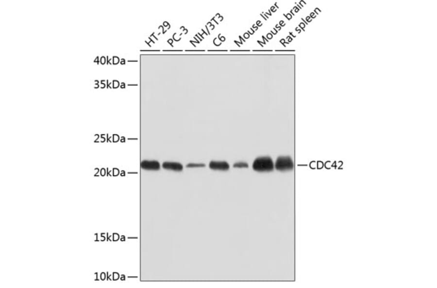 Western Blot - Anti-CDC42 Antibody [ARC0484] (A306090) - Antibodies.com