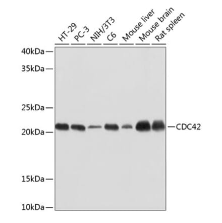Western Blot - Anti-CDC42 Antibody [ARC0484] (A306090) - Antibodies.com