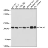 Western Blot - Anti-CDC42 Antibody [ARC0484] (A306090) - Antibodies.com