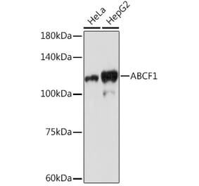 Western Blot - Anti-ABCF1 Antibody [ARC2199] (A306091) - Antibodies.com