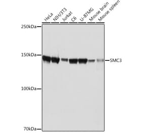 Western Blot - Anti-SMC3 Antibody [ARC2186] (A306092) - Antibodies.com