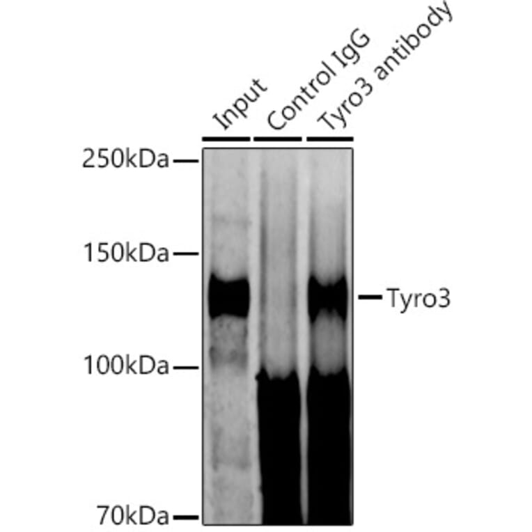 Western Blot - Anti-TYRO3 Antibody [ARC1841] (A306093) - Antibodies.com