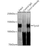 Western Blot - Anti-TYRO3 Antibody [ARC1841] (A306093) - Antibodies.com