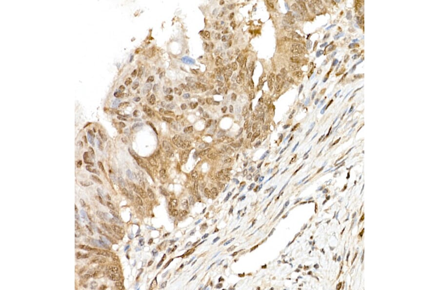 Immunohistochemistry - Anti-TAZ Antibody (A306094) - Antibodies.com