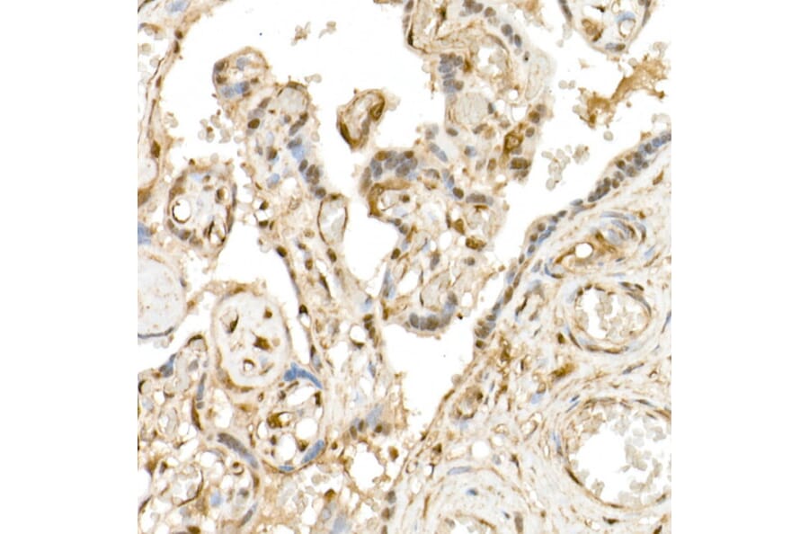 Immunohistochemistry - Anti-TAZ Antibody (A306094) - Antibodies.com