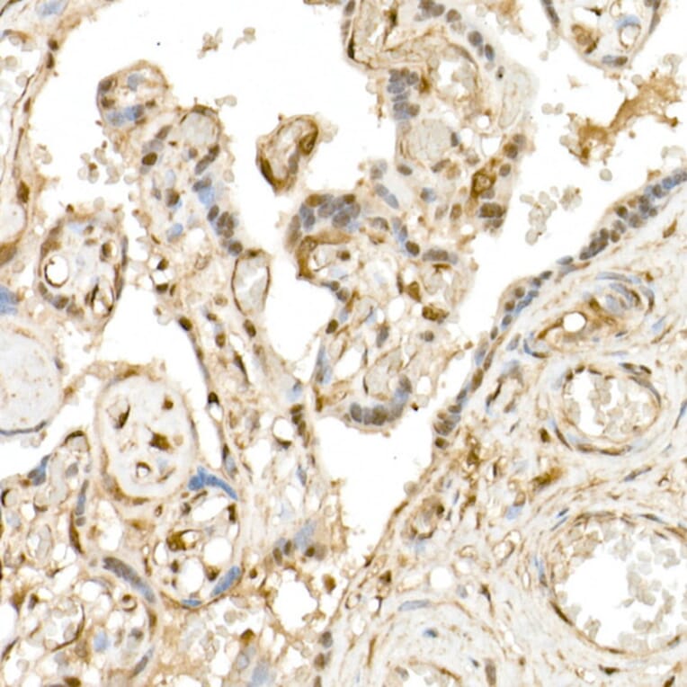 Immunohistochemistry - Anti-TAZ Antibody (A306094) - Antibodies.com