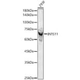 Western Blot - Anti-INTS11 Antibody (A306097) - Antibodies.com