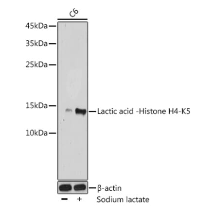 Western Blot - Anti-Histone H4 (lactyl Lys5) Antibody (A306099) - Antibodies.com