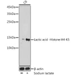 Western Blot - Anti-Histone H4 (lactyl Lys5) Antibody (A306099) - Antibodies.com