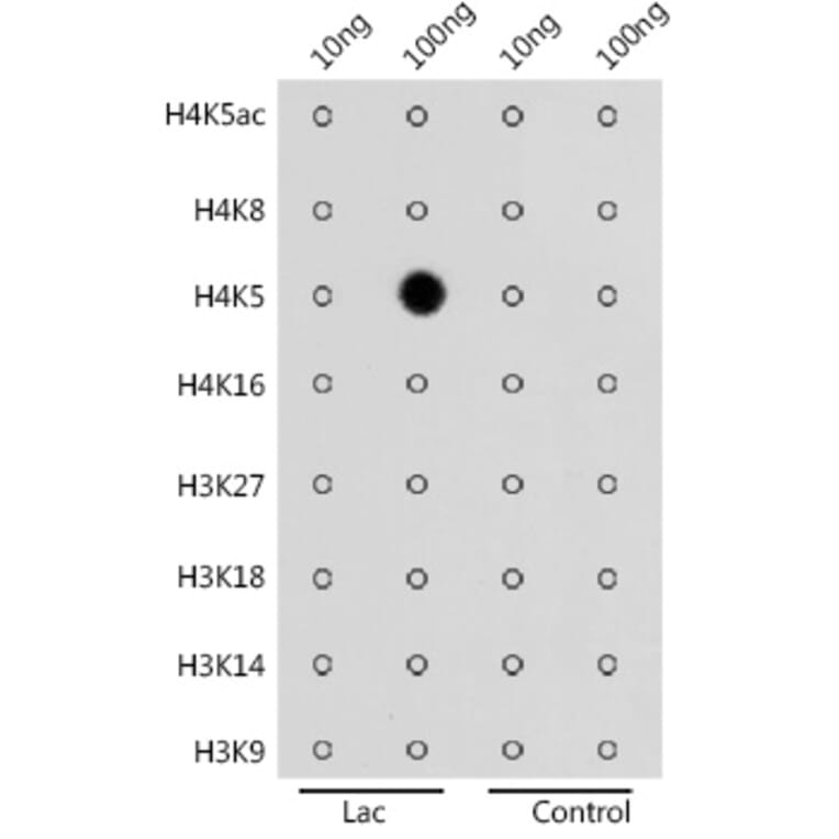 Dot Blot - Anti-Histone H4 (lactyl Lys5) Antibody (A306099) - Antibodies.com