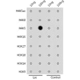 Dot Blot - Anti-Histone H4 (lactyl Lys5) Antibody (A306099) - Antibodies.com