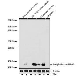 Western Blot - Anti-Histone H4 (acetyl Lys5) Antibody [ARC0002] (A306100) - Antibodies.com