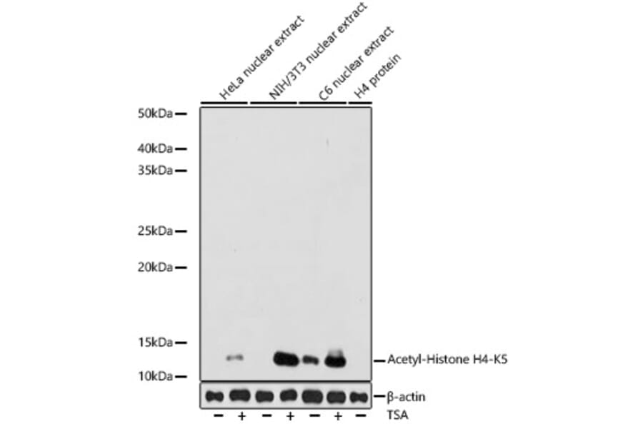 Western Blot - Anti-Histone H4 (acetyl Lys5) Antibody [ARC0002] (A306100) - Antibodies.com