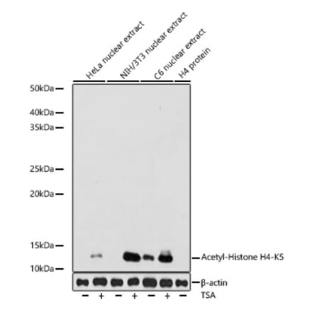 Western Blot - Anti-Histone H4 (acetyl Lys5) Antibody [ARC0002] (A306100) - Antibodies.com