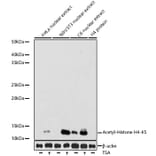 Western Blot - Anti-Histone H4 (acetyl Lys5) Antibody [ARC0002] (A306100) - Antibodies.com