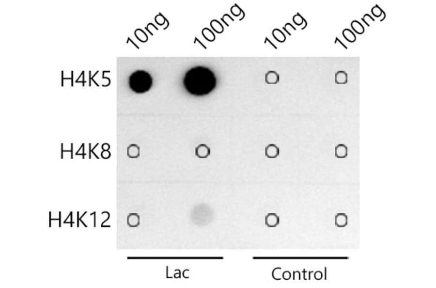 Dot Blot - Anti-Histone H4 (acetyl Lys5) Antibody [ARC0002] (A306100) - Antibodies.com