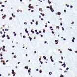 Immunohistochemistry - Anti-Histone H4 (acetyl Lys5) Antibody [ARC0002] (A306100) - Antibodies.com