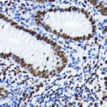 Immunohistochemistry - Anti-Histone H4 (acetyl Lys5) Antibody [ARC0002] (A306100) - Antibodies.com