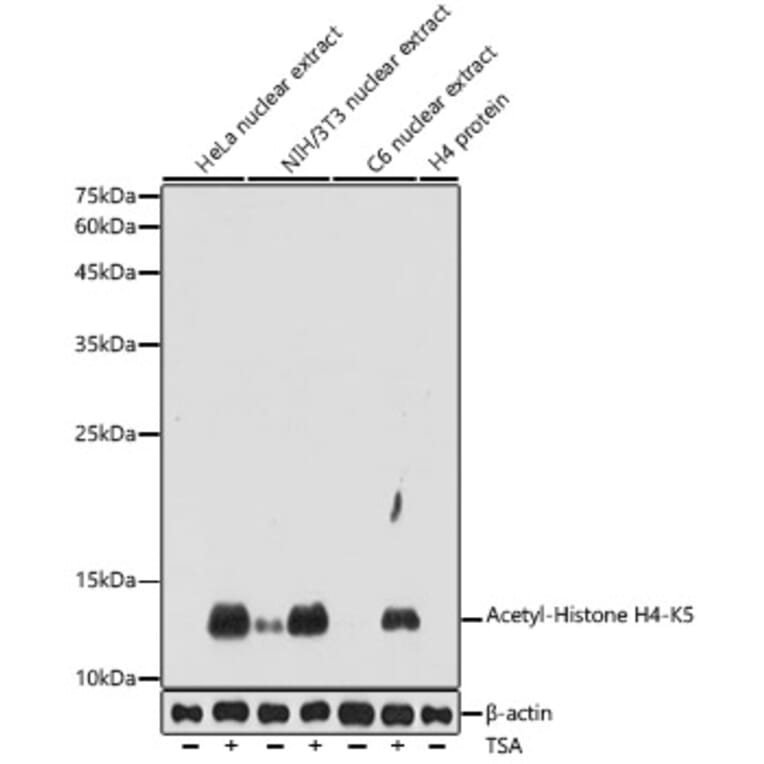 Western Blot - Anti-Histone H4 (acetyl Lys5) Antibody (A306101) - Antibodies.com