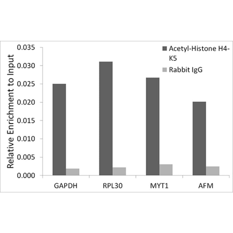 Chromatin Immunoprecipitation - Anti-Histone H4 (acetyl Lys5) Antibody (A306101) - Antibodies.com