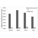Chromatin Immunoprecipitation - Anti-Histone H4 (acetyl Lys5) Antibody (A306101) - Antibodies.com