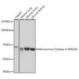 Western Blot - Anti-Monoamine Oxidase A/MAO-A Antibody [ARC0900] (A306103) - Antibodies.com