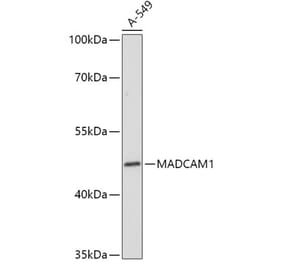 Western Blot - Anti-MAdCAM1 Antibody (A306107) - Antibodies.com