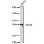 Western Blot - Anti-CDCA5 Antibody [ARC2096] (A306109) - Antibodies.com