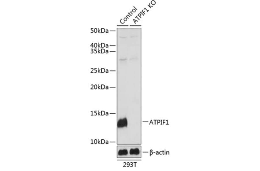 Western Blot - Anti-ATPase Inhibitory Factor 1/IF1 Antibody (A306111) - Antibodies.com