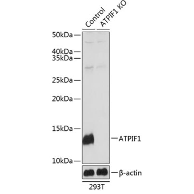 Western Blot - Anti-ATPase Inhibitory Factor 1/IF1 Antibody (A306111) - Antibodies.com