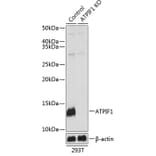 Western Blot - Anti-ATPase Inhibitory Factor 1/IF1 Antibody (A306111) - Antibodies.com