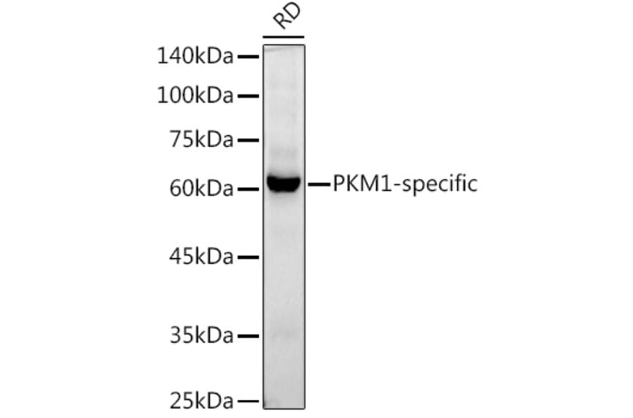 Western Blot - Anti-PKM Antibody [ARC50938] (A306112) - Antibodies.com
